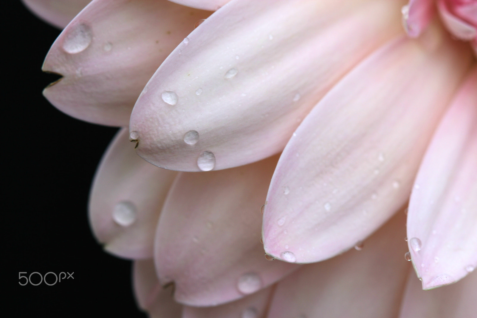 Canon EF 100mm F2.8 Macro USM sample photo. Drops photography