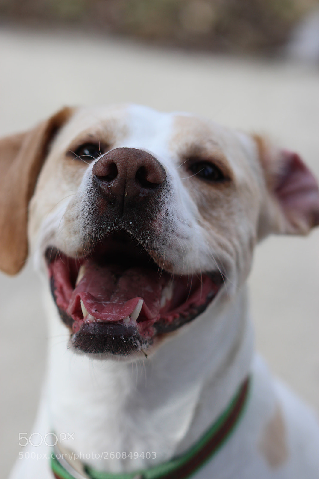 Canon EOS 700D (EOS Rebel T5i / EOS Kiss X7i) sample photo. Astro photography