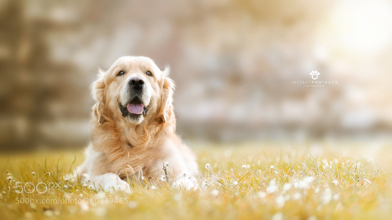 Canon EOS 6D Mark II sample photo. Chico photography
