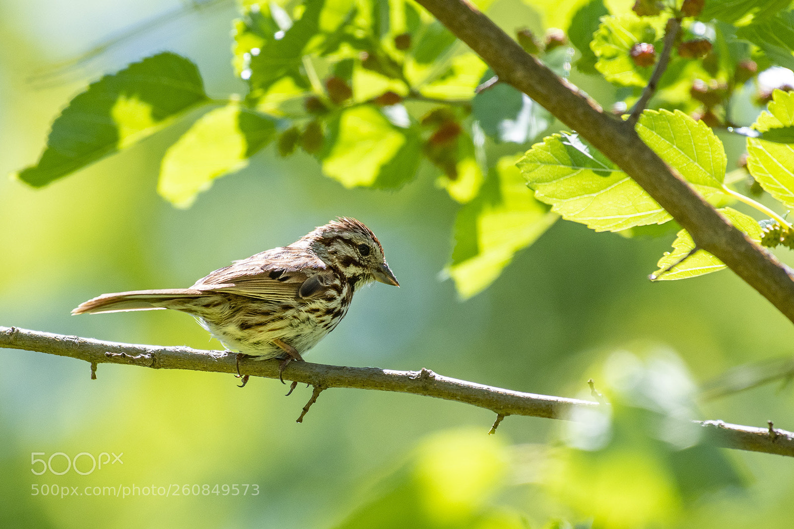 Nikon D500 sample photo. Backlit song sparrow photography