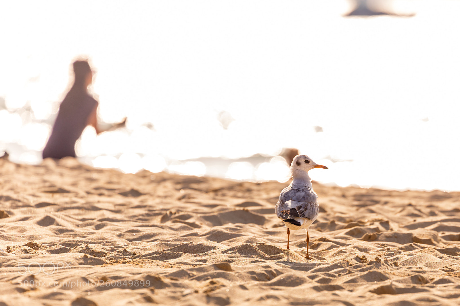 Canon EOS 6D sample photo. Sandy bird photography