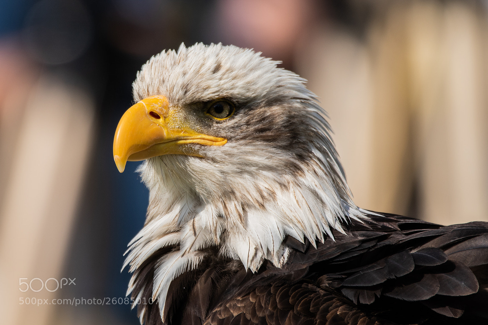 Canon EOS 7D Mark II sample photo. Weißkopfseeadler photography