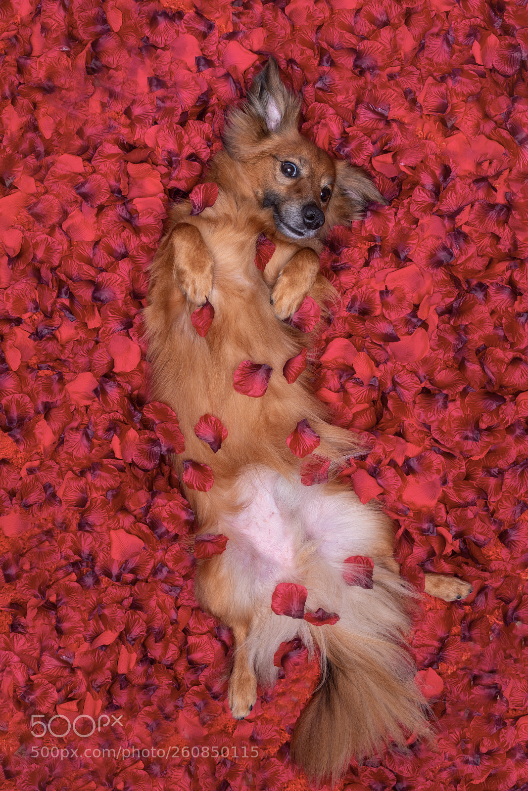 Canon EOS 6D Mark II sample photo. Nice dog lying in photography