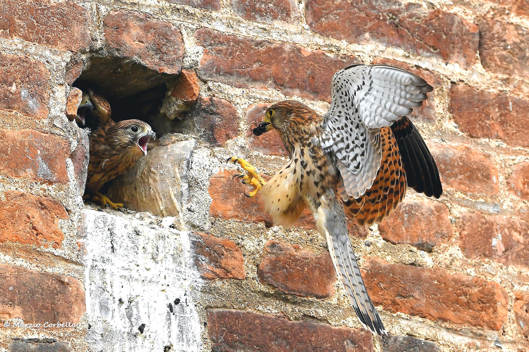 Nikon AF-S Nikkor 500mm F4E FL ED VR sample photo. Small kestrels or piranhas? photography