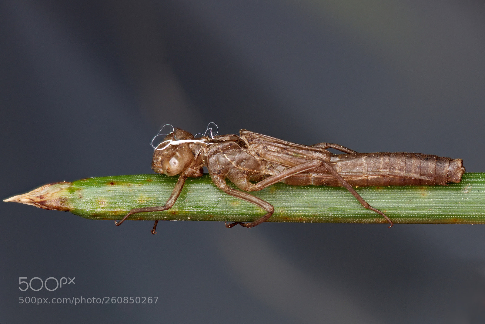 Canon EOS 70D sample photo. Damselfly euviae photography
