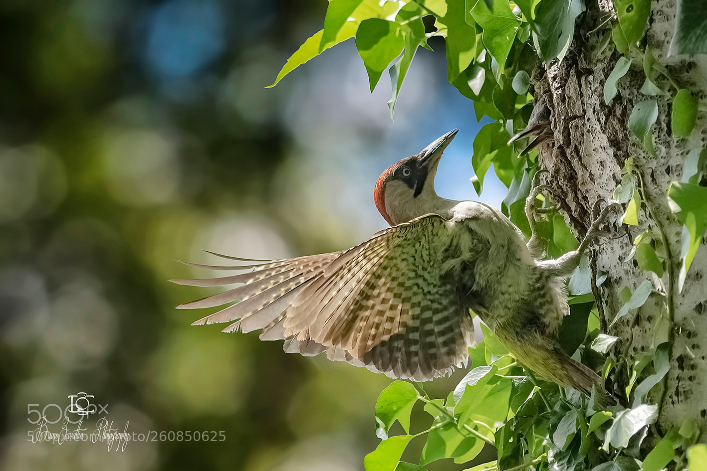 Nikon D500 sample photo. Picchio verde photography
