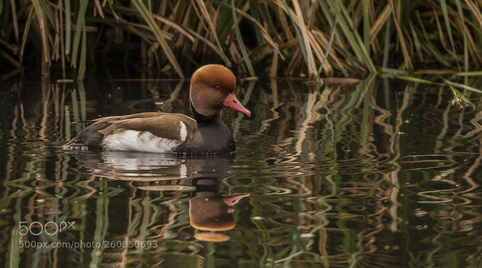Canon EOS 7D Mark II sample photo. Red crested pochard photography