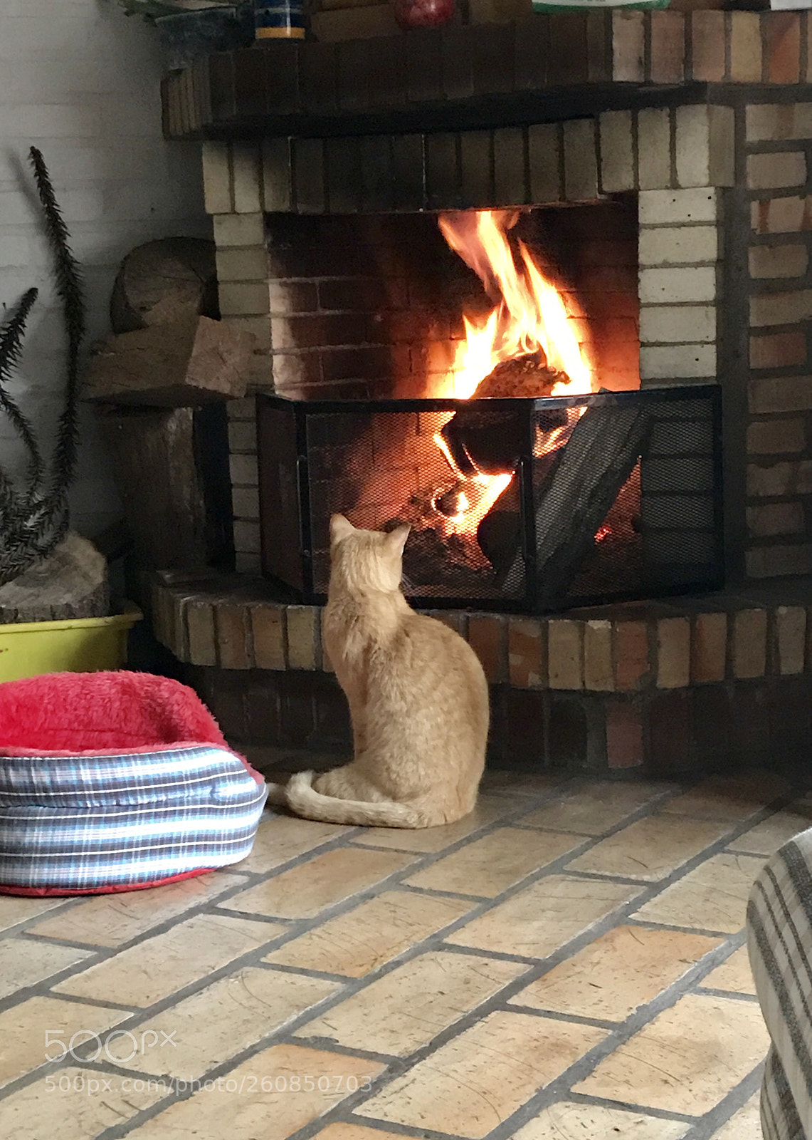 Apple iPhone 7 Plus sample photo. Fire is somewhat interesting... photography