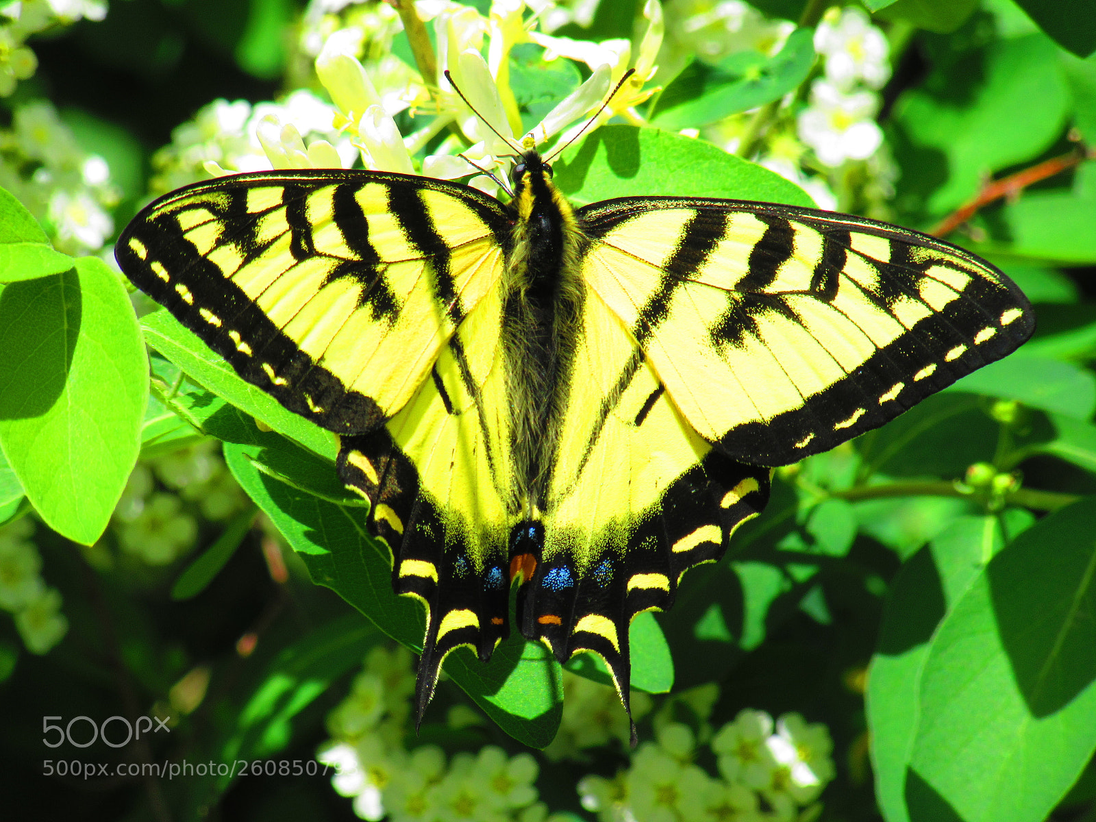 Canon PowerShot SX610 HS sample photo. Swallowtail butterfly photography