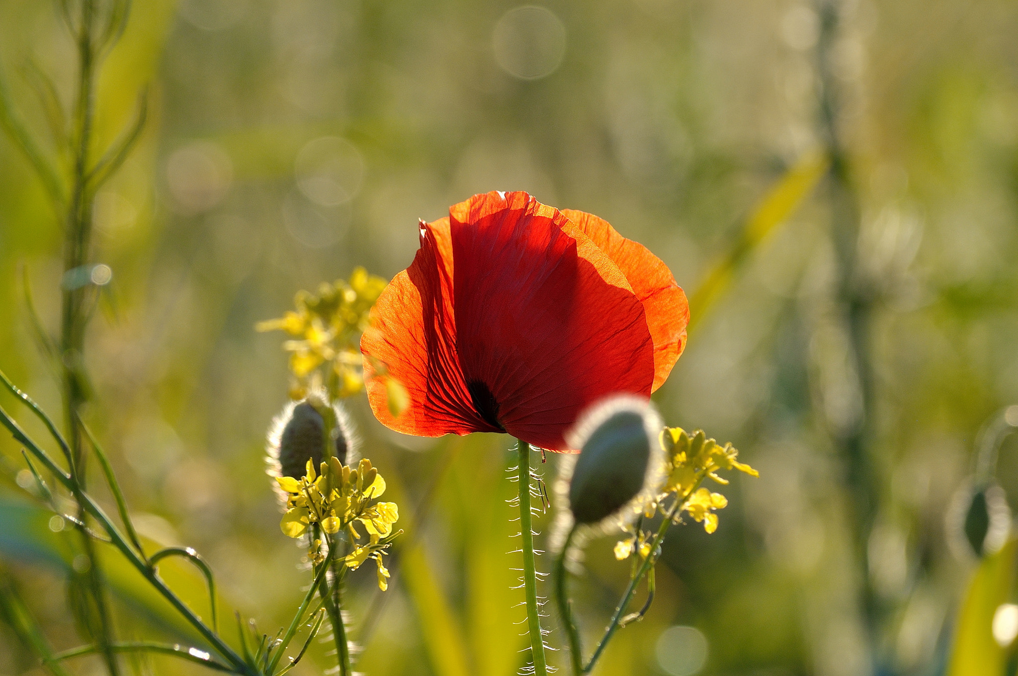 Nikon D5000 sample photo. Spring poppy and light photography