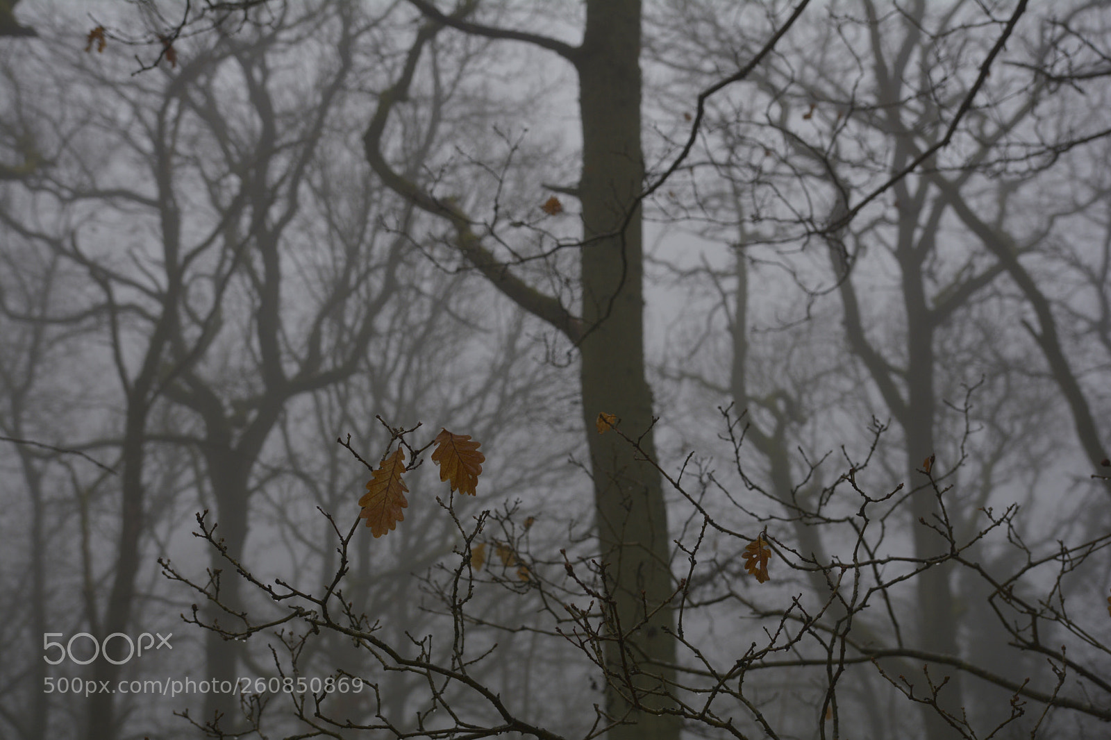 Nikon D7100 sample photo. Untitled photography