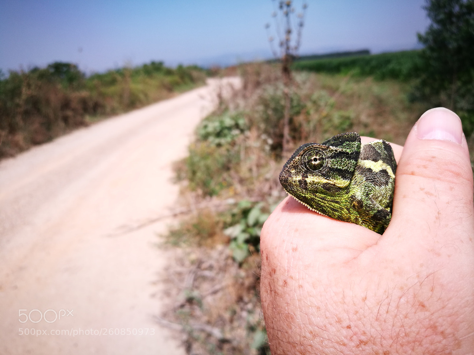 HUAWEI P9 sample photo. Lizard chameleon (huawei p9) photography