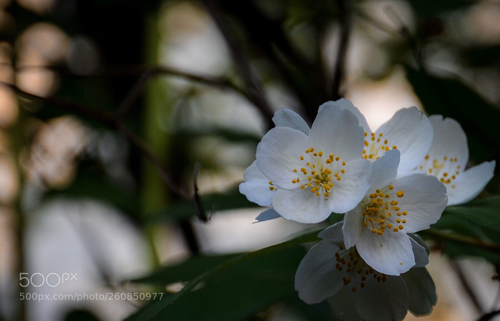 Nikon D7000 sample photo. Jasmin photography
