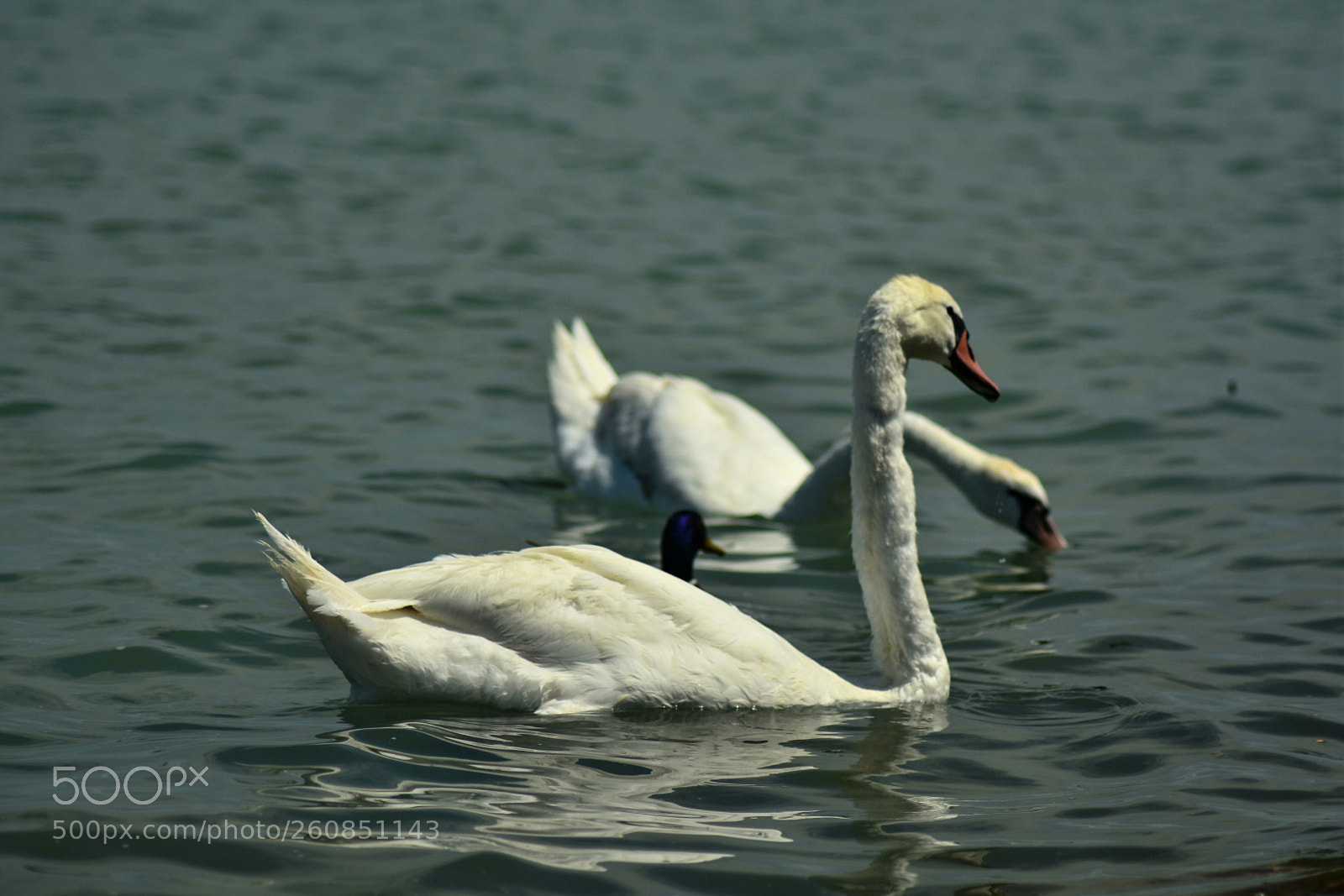 Nikon D7200 sample photo. Untitled photography