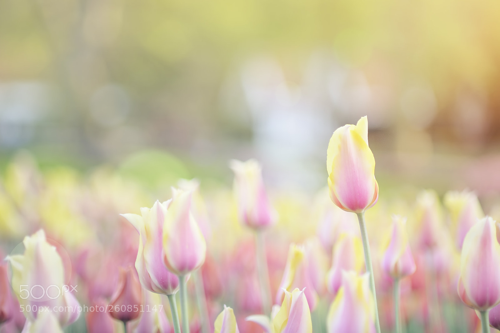 Nikon D4 sample photo. The tulip's glow photography