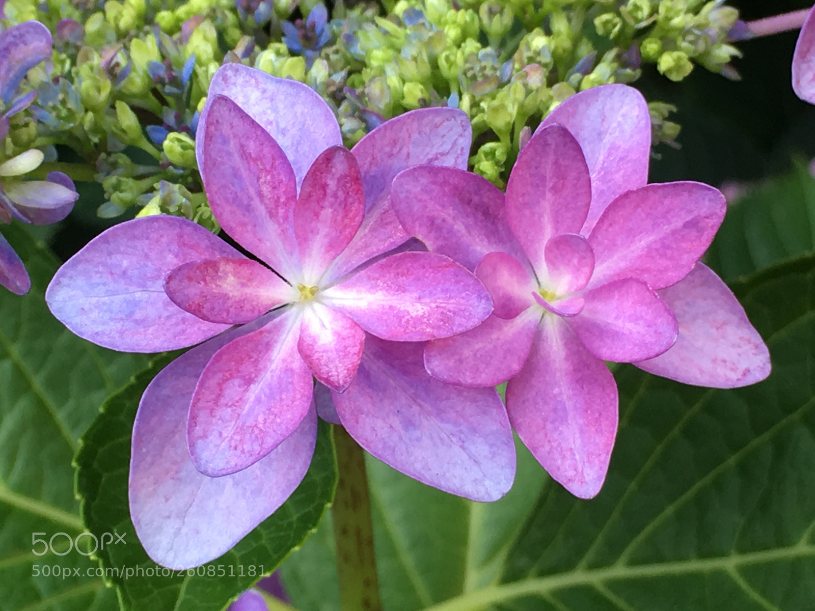 Apple iPhone 6s Plus sample photo. Summer2018 flowers photography