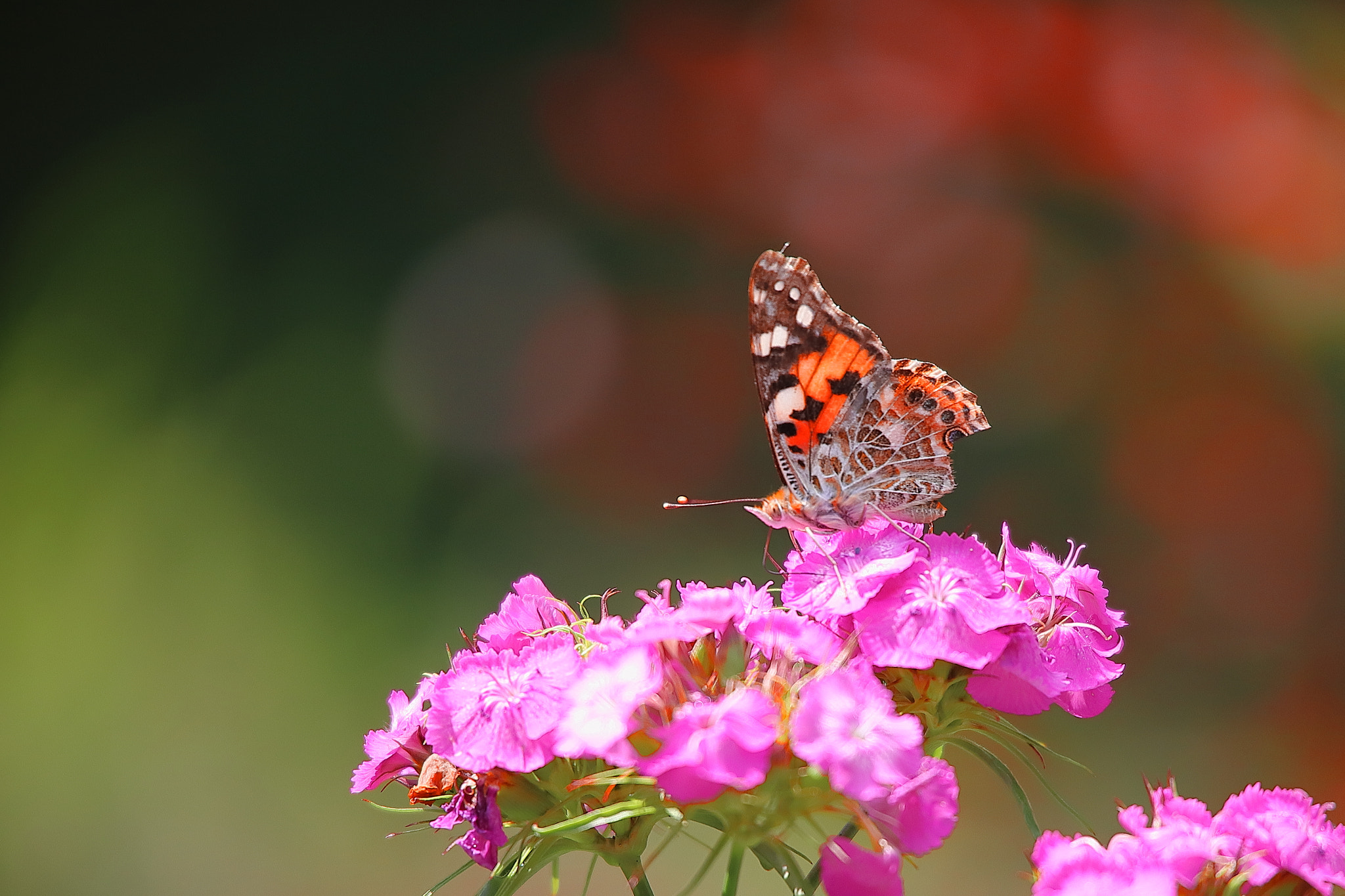 Canon EOS 6D Mark II sample photo