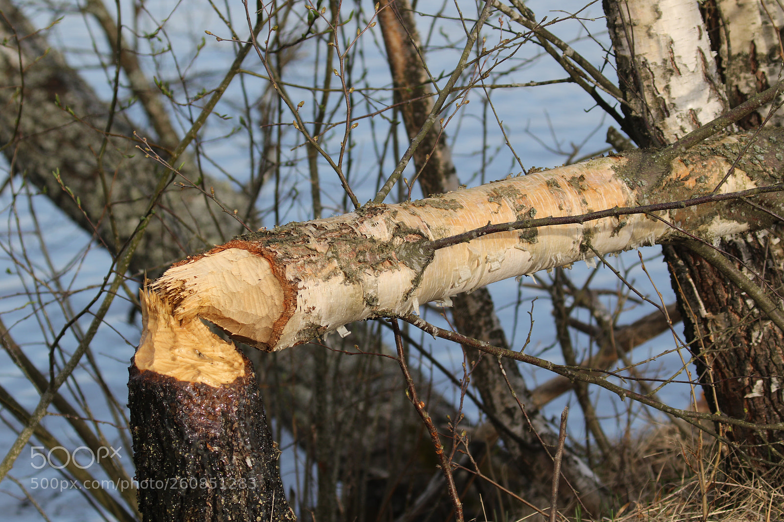 Canon EOS 7D Mark II sample photo. Justin beaver was here? photography