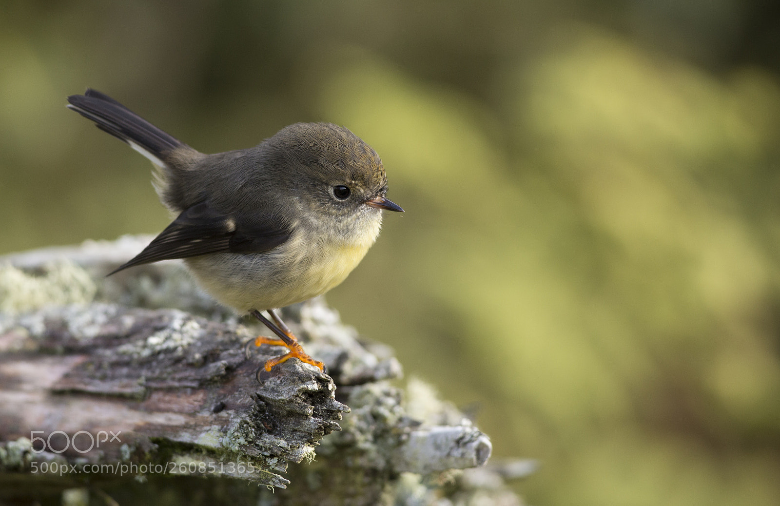 Canon EOS 6D sample photo. Female tomtit sits on photography