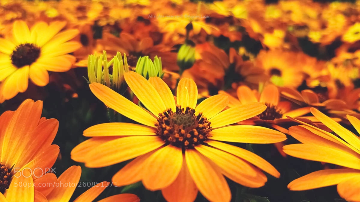Samsung Galaxy S8+ sample photo. Just flowers photography