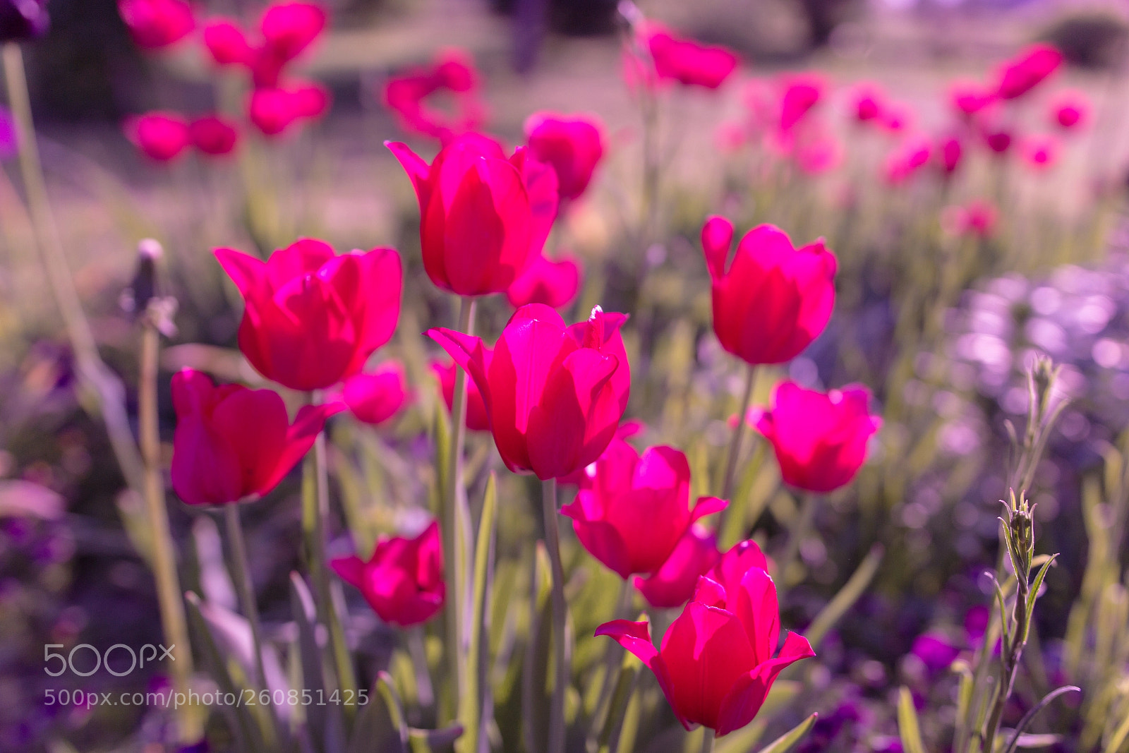 Canon EOS 600D (Rebel EOS T3i / EOS Kiss X5) sample photo. Mg photography