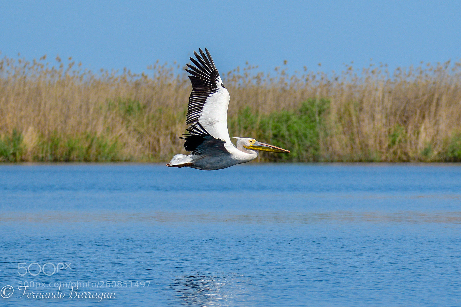 Nikon D500 sample photo. Pelicano en vuelo photography