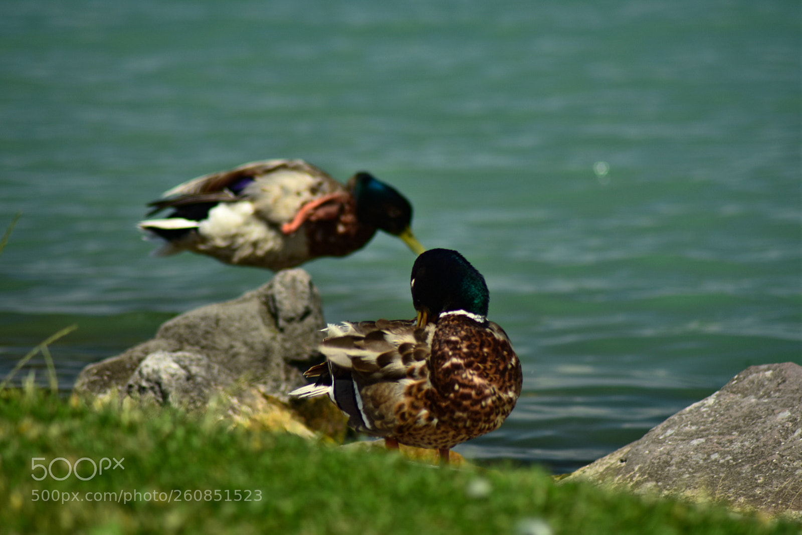 Nikon D7200 sample photo. Untitled photography