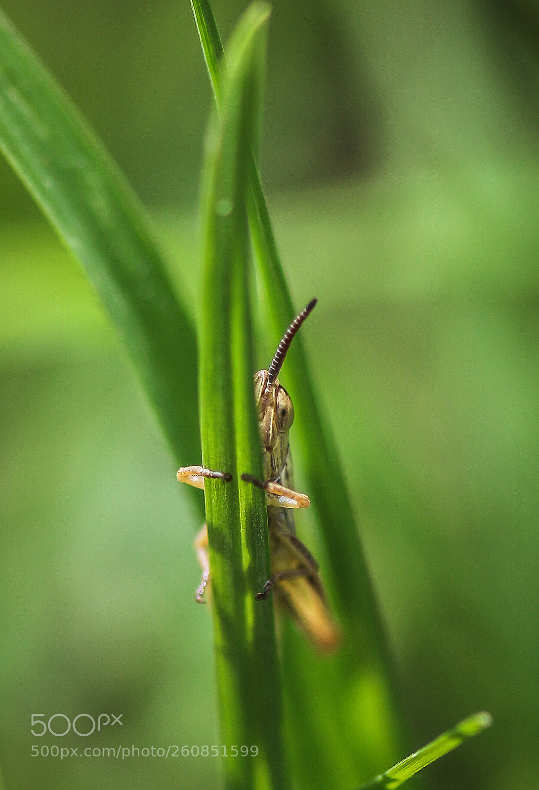 Canon EOS 700D (EOS Rebel T5i / EOS Kiss X7i) sample photo. Hiding photography