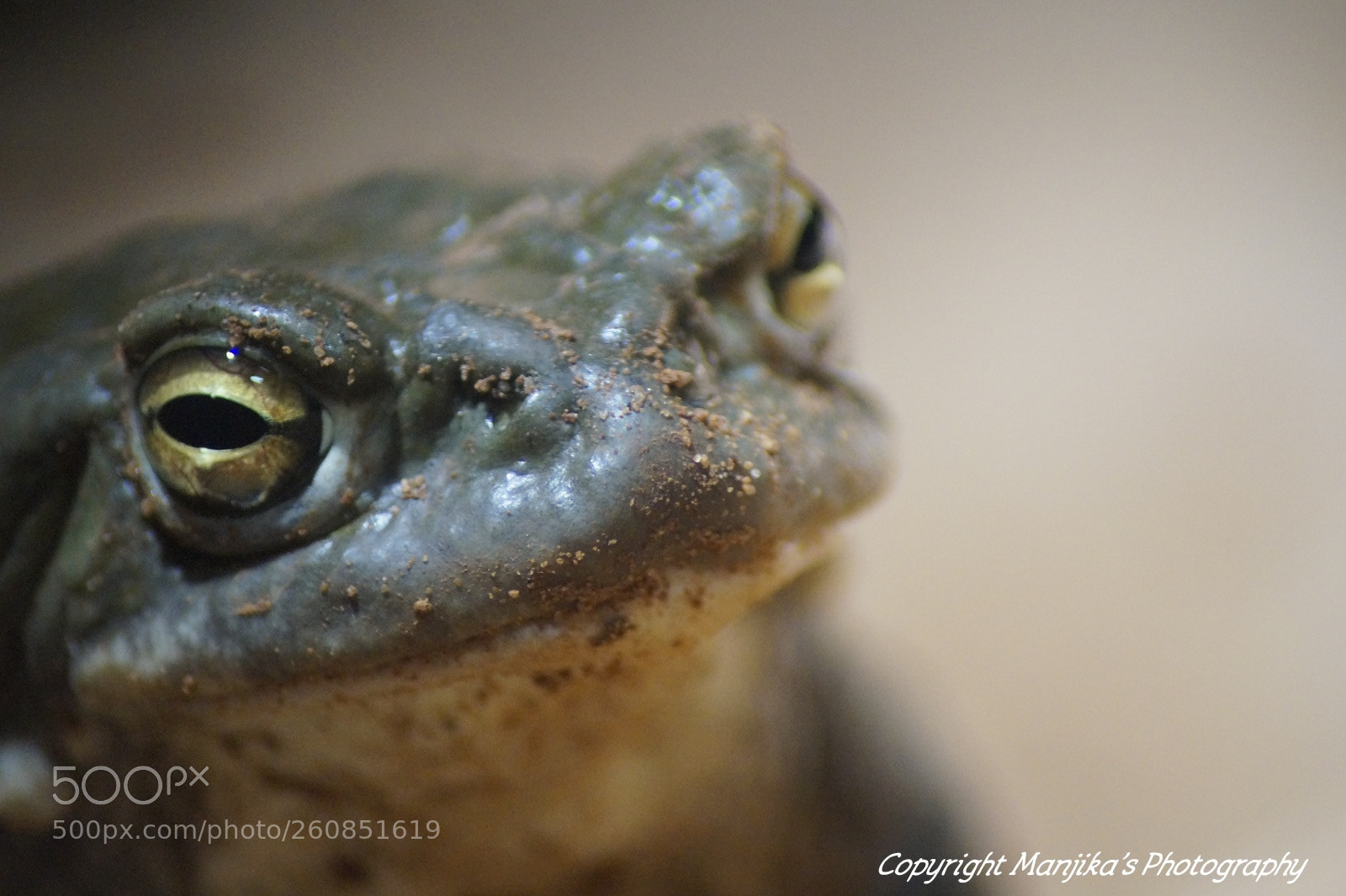 Sony SLT-A58 sample photo. Frosch photography