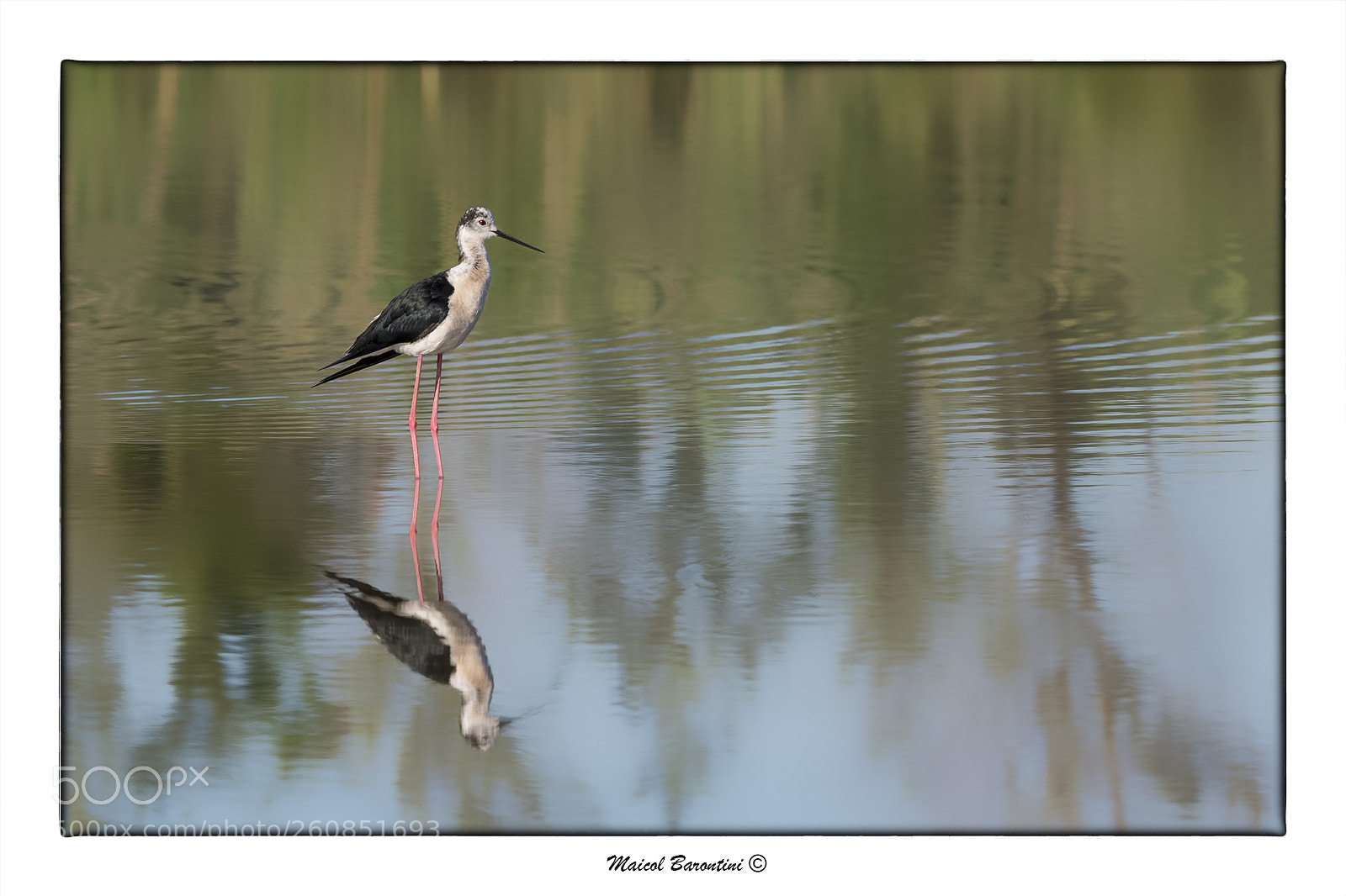 Nikon D500 sample photo. Cavaliere d'italia. black-winged stilt photography