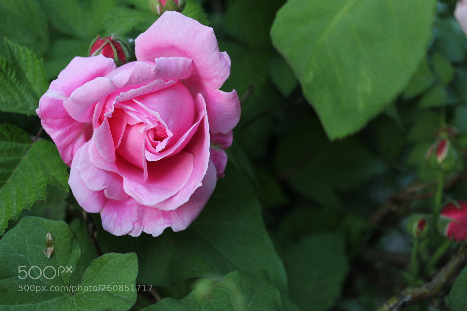 Canon EOS 1300D (EOS Rebel T6 / EOS Kiss X80) sample photo. Rose photography