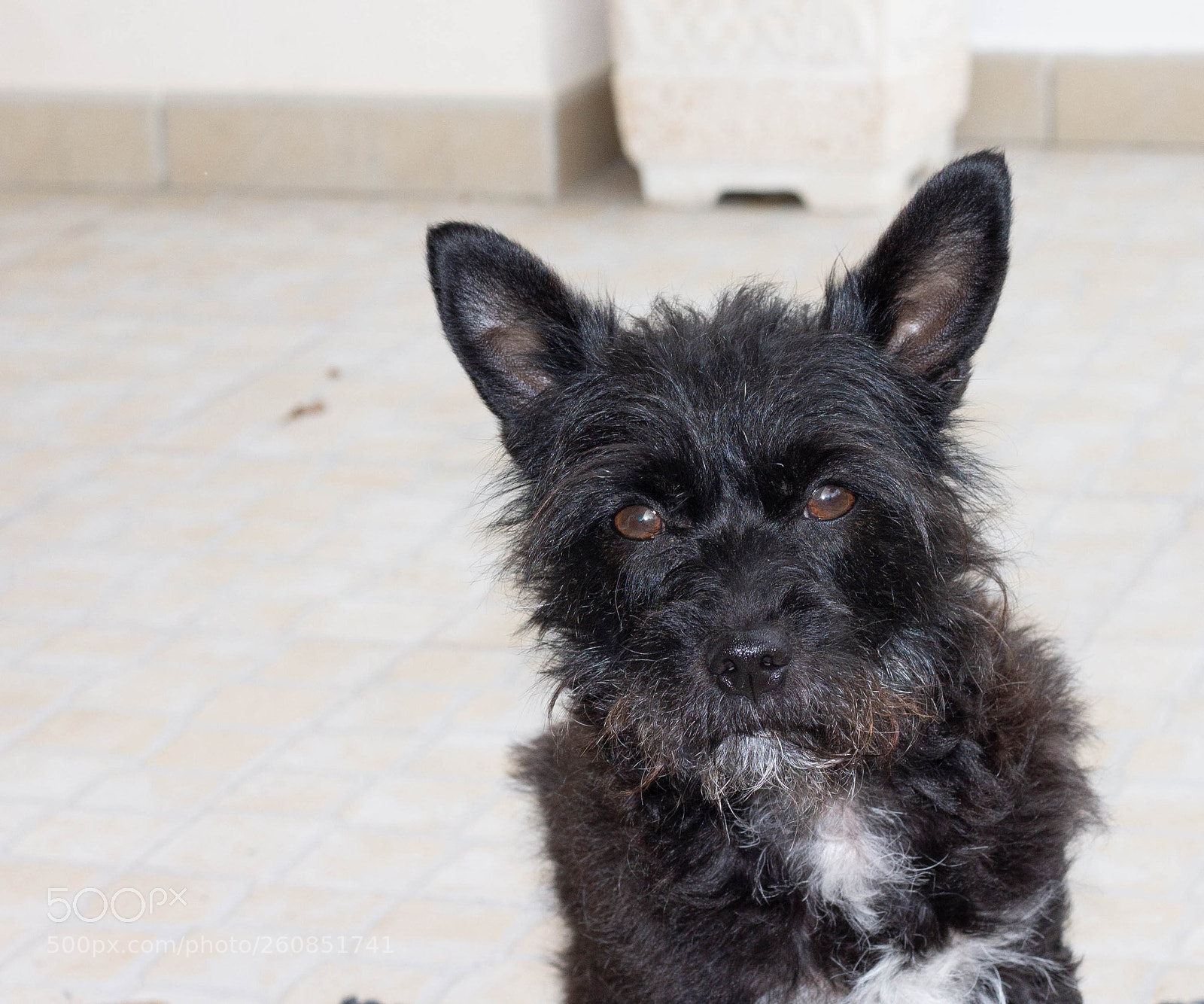 Canon EOS 1100D (EOS Rebel T3 / EOS Kiss X50) sample photo. Cookie the dog photography