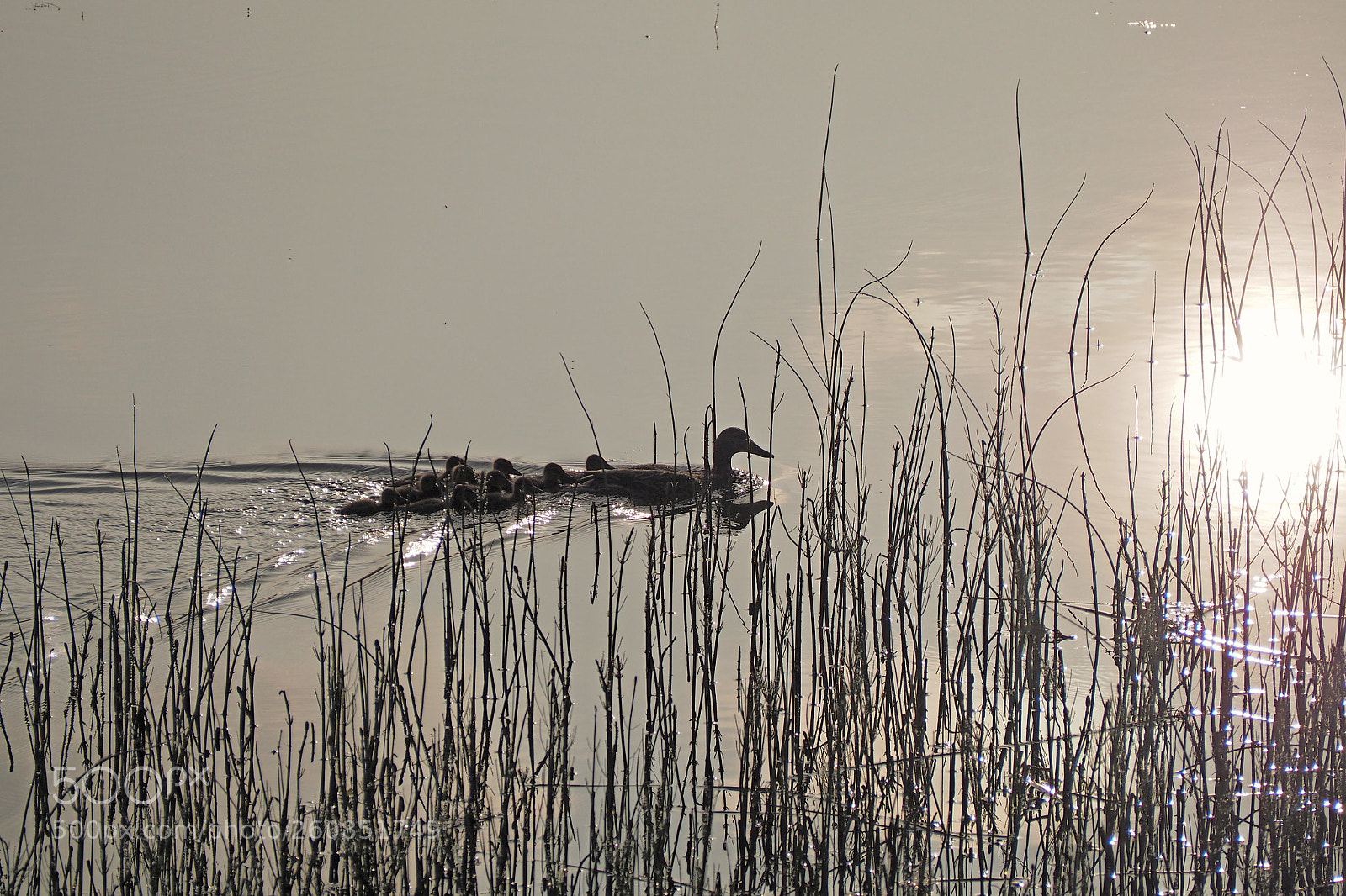 Olympus OM-D E-M10 sample photo. Early morning ducks photography