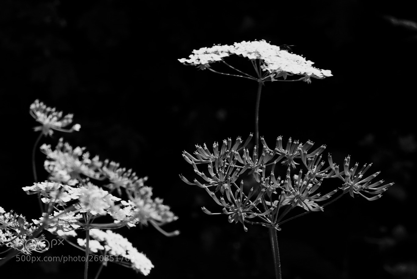 Sony a7R III sample photo. Hidden aesthetics photography
