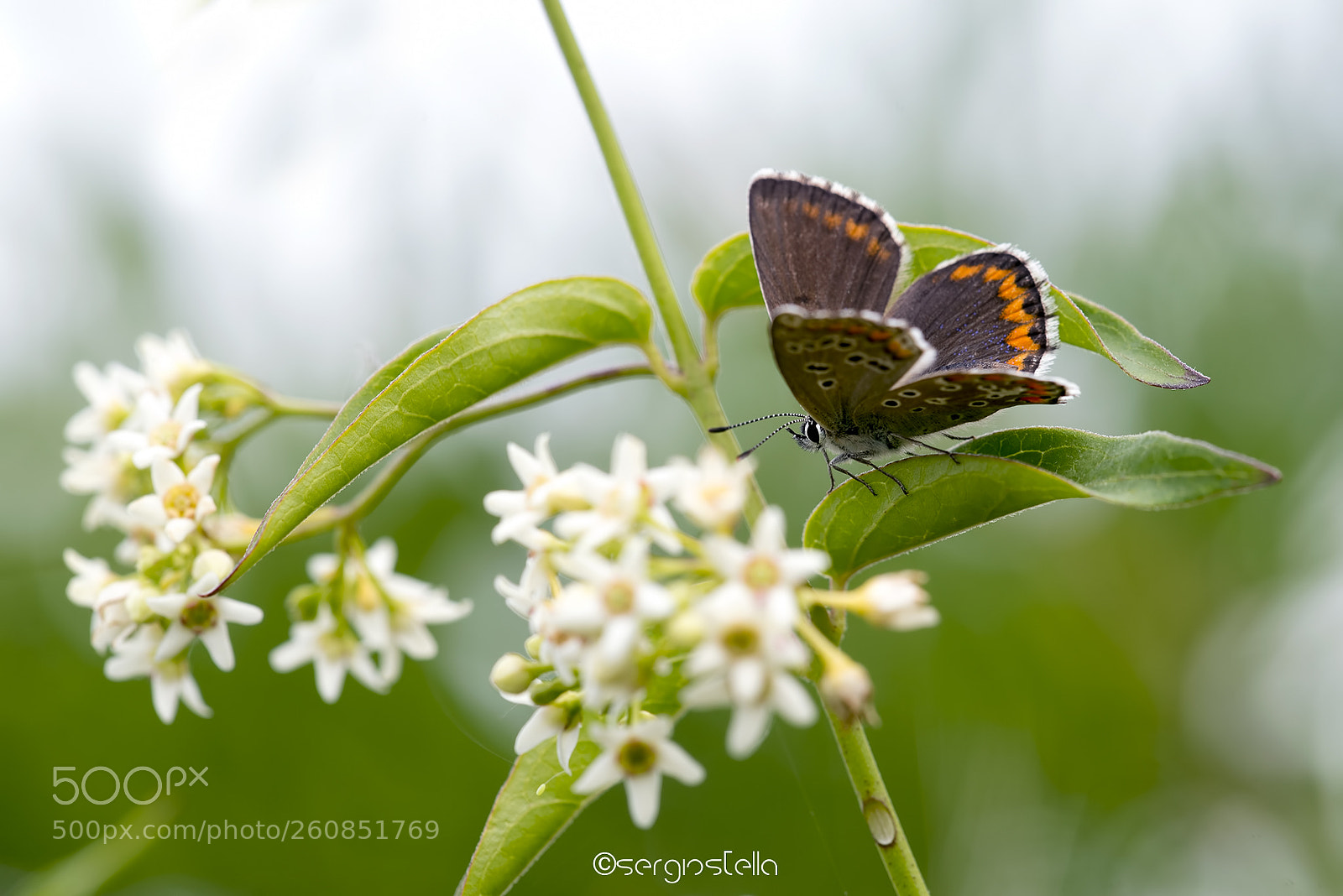 Nikon D610 sample photo. Licenide____ photography