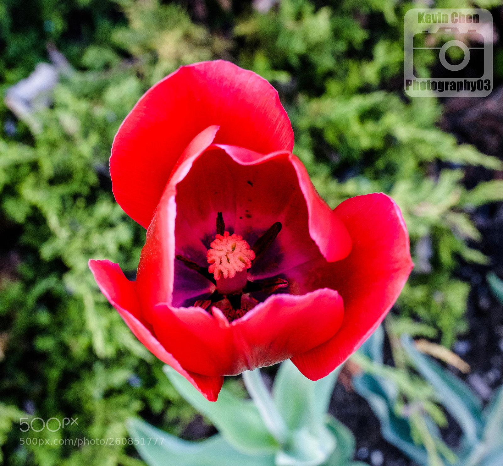 Nikon D810 sample photo. Red tulip photography