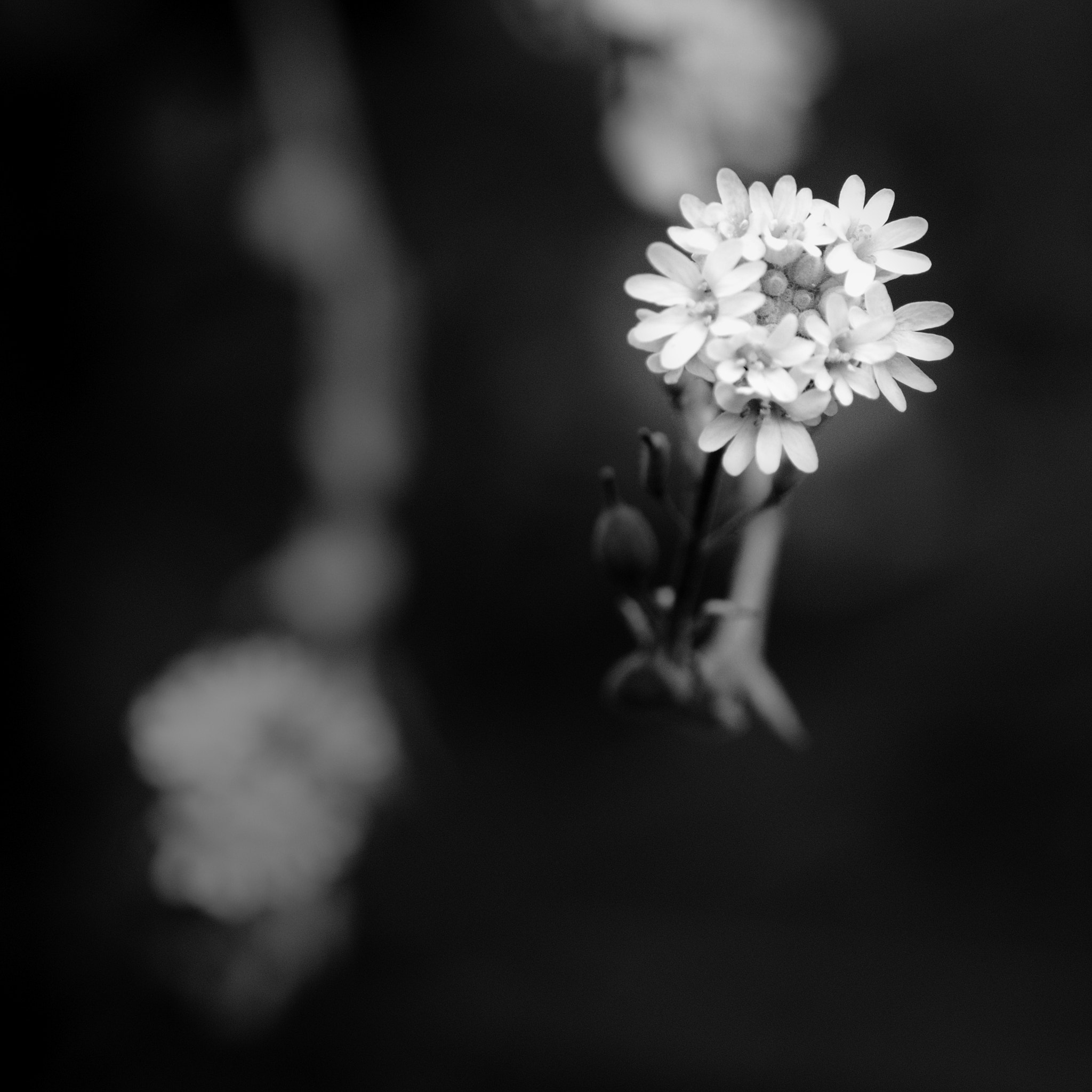 Sony SLT-A65 (SLT-A65V) + Tamron SP AF 90mm F2.8 Di Macro sample photo. Flowers , black and white photography