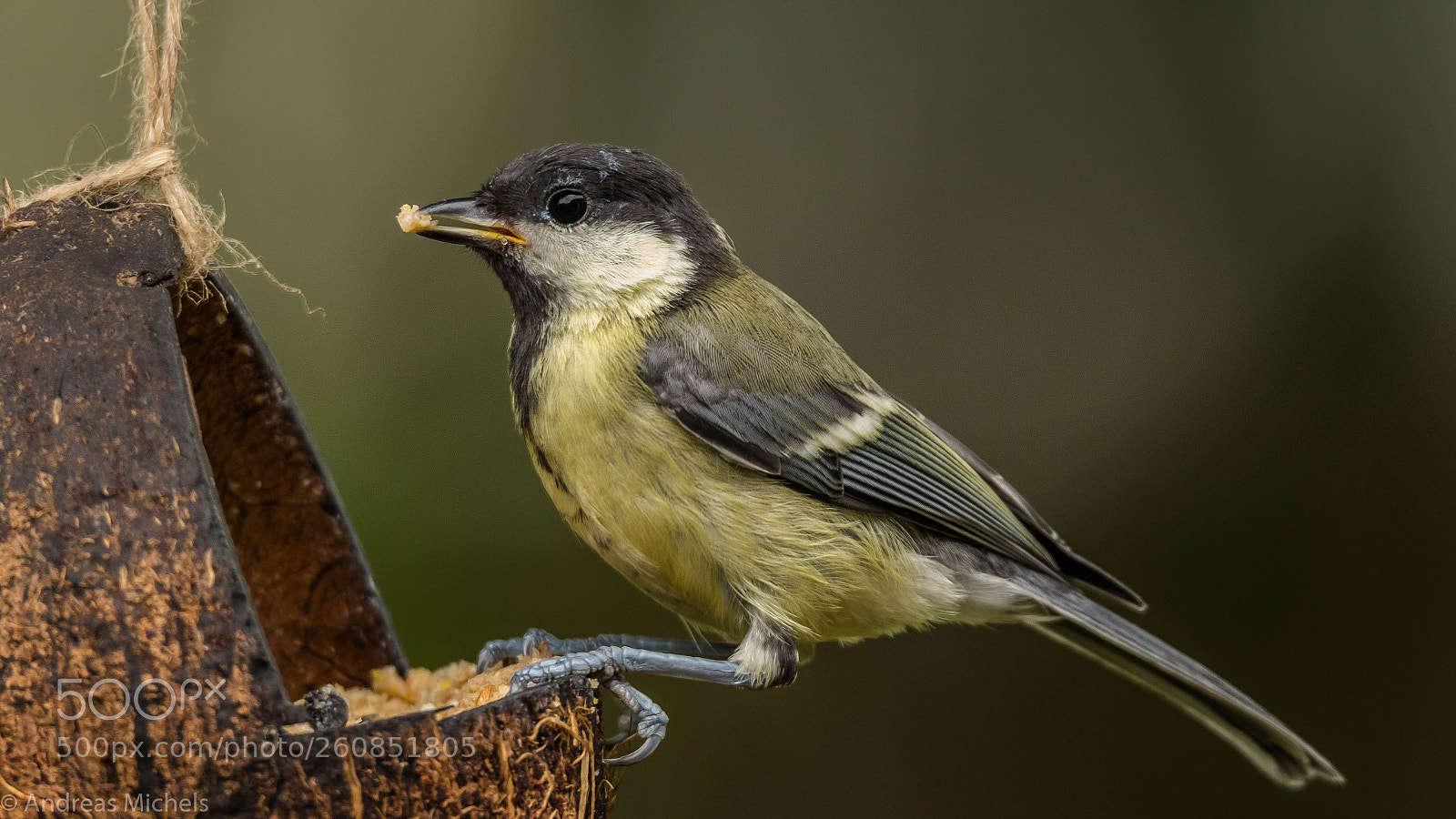 Nikon D500 sample photo. Young tit photography