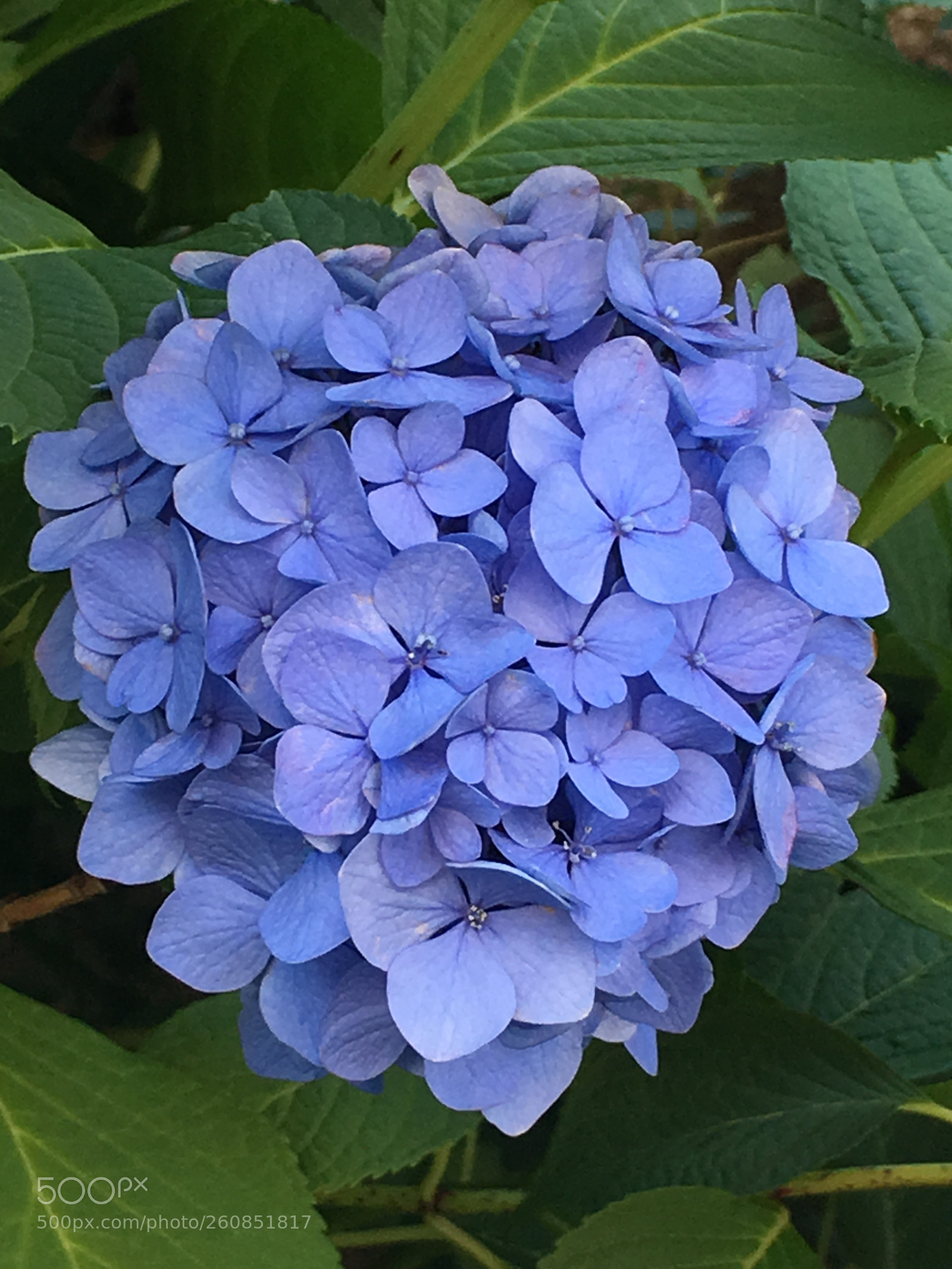 Apple iPhone 6s Plus sample photo. Summer2018 flowers photography