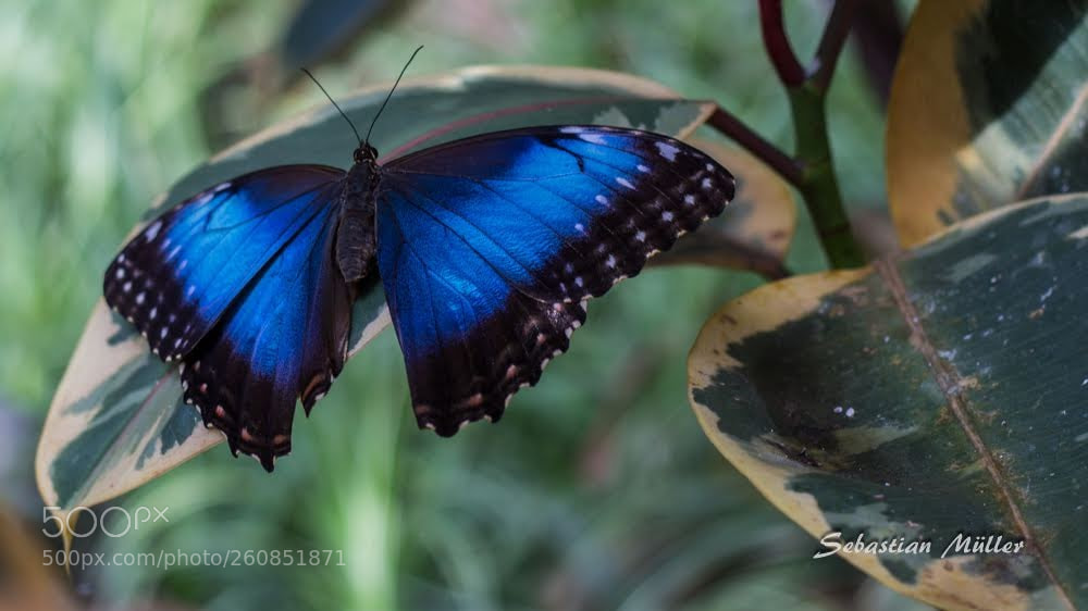 Canon EOS 1200D (EOS Rebel T5 / EOS Kiss X70 / EOS Hi) sample photo. Blue butterfly photography