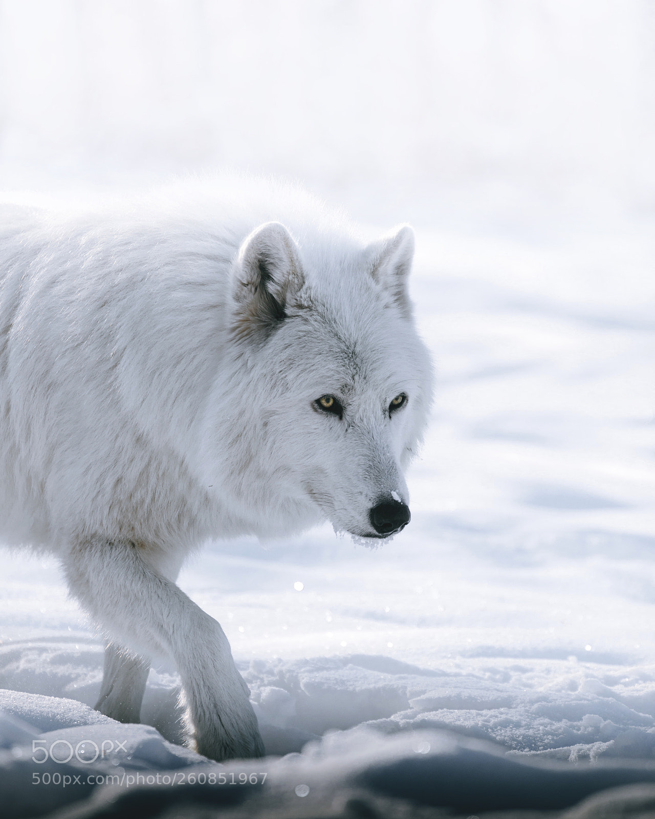 Canon EOS 5D Mark IV sample photo. White as snow. photography