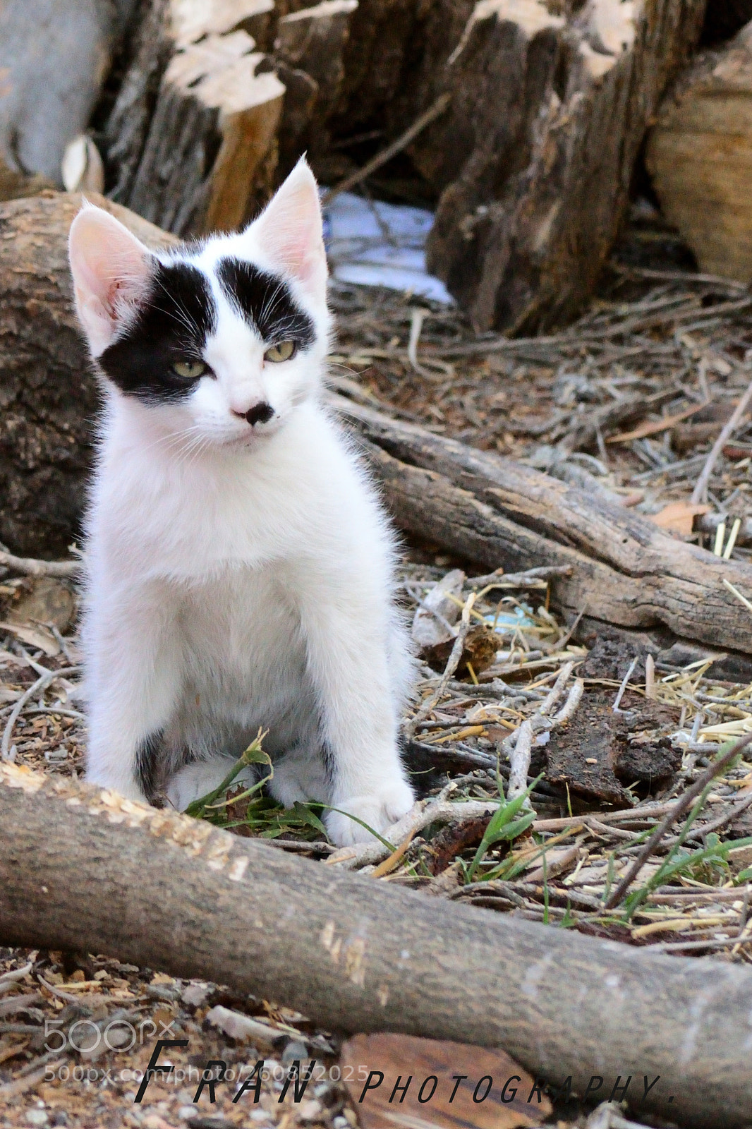 Nikon D3200 sample photo. Untitled photography