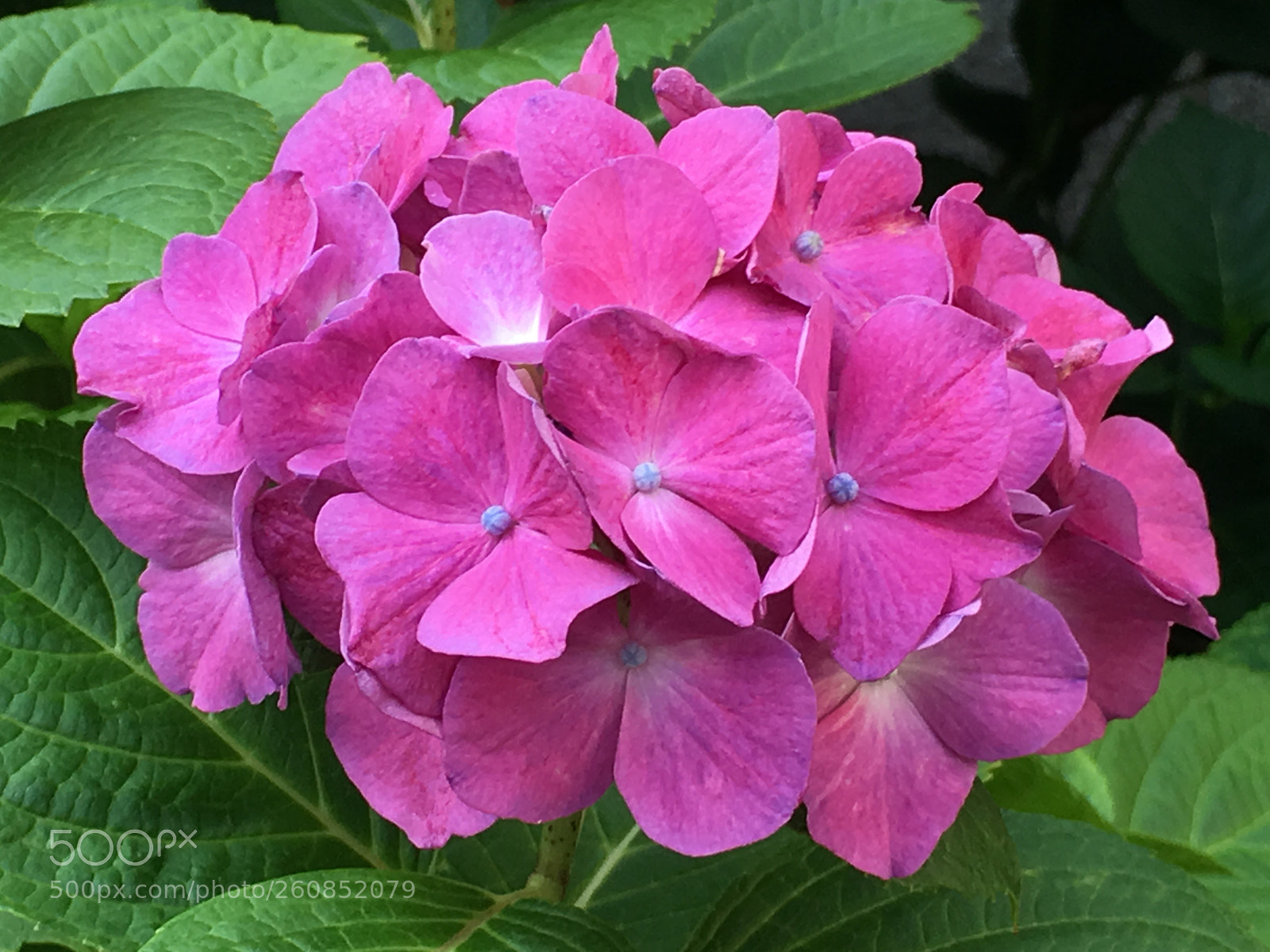 Apple iPhone 6s Plus sample photo. Summer2018 flowers photography