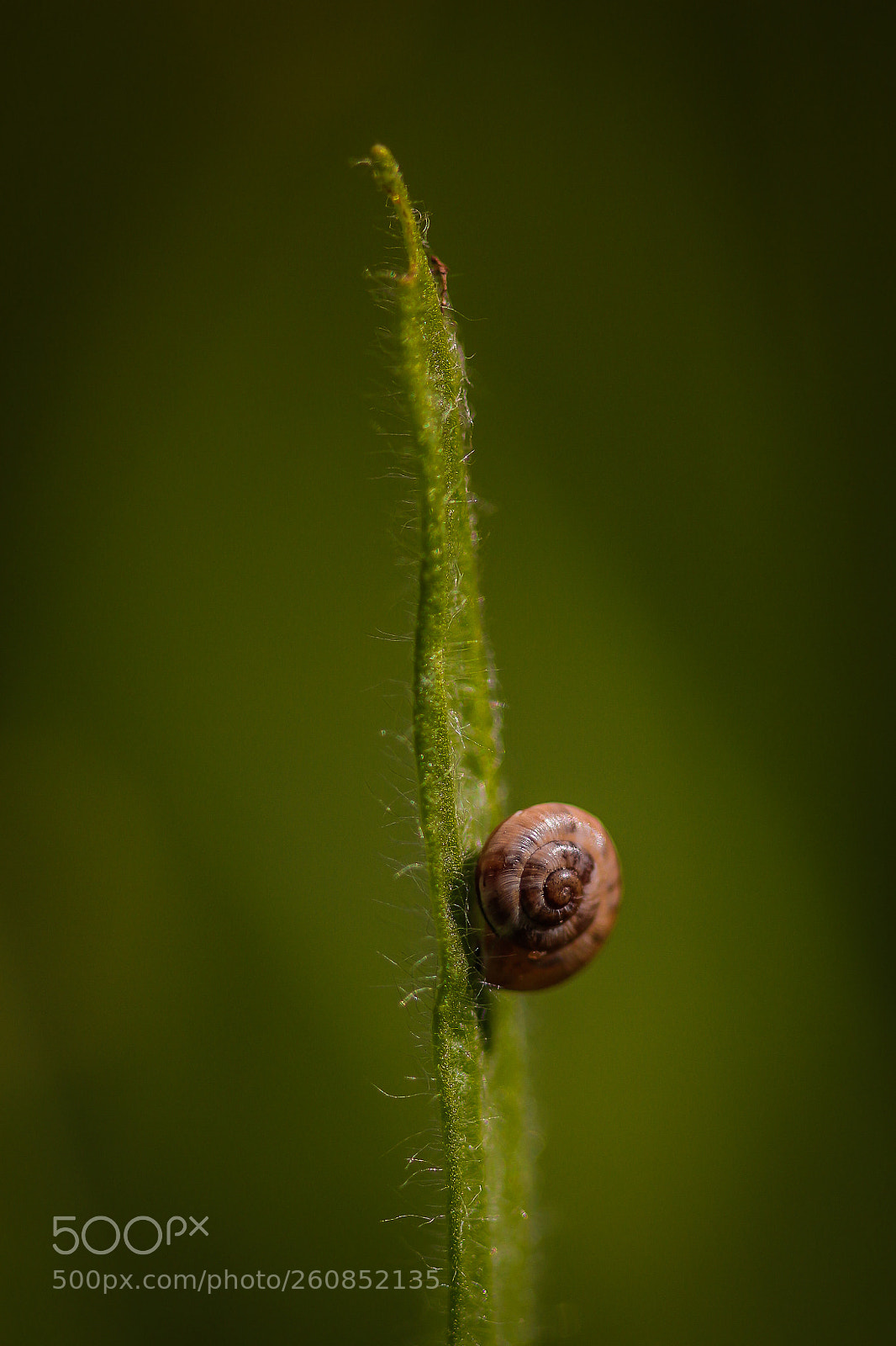 Canon EOS 700D (EOS Rebel T5i / EOS Kiss X7i) sample photo. Alone photography