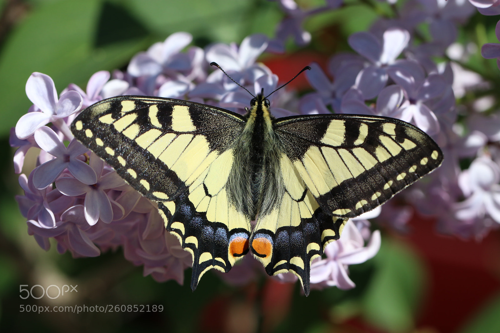 Canon EOS 80D sample photo. Butterfly photography