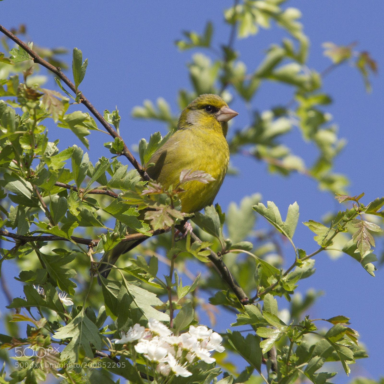 Canon EOS 550D (EOS Rebel T2i / EOS Kiss X4) sample photo. Green finch photography