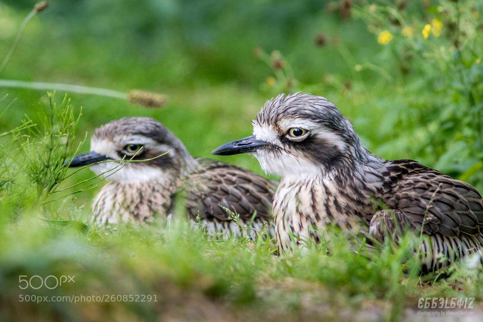 Sony ILCA-77M2 sample photo. Tired birds photography