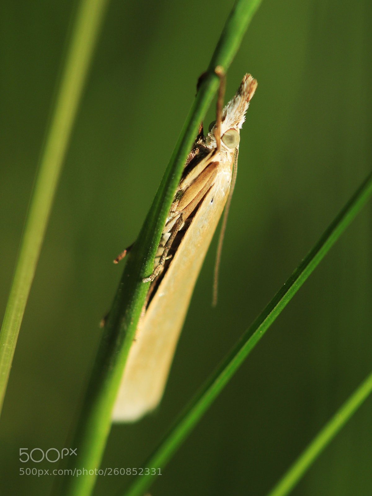Canon EOS 700D (EOS Rebel T5i / EOS Kiss X7i) sample photo. Insect photography