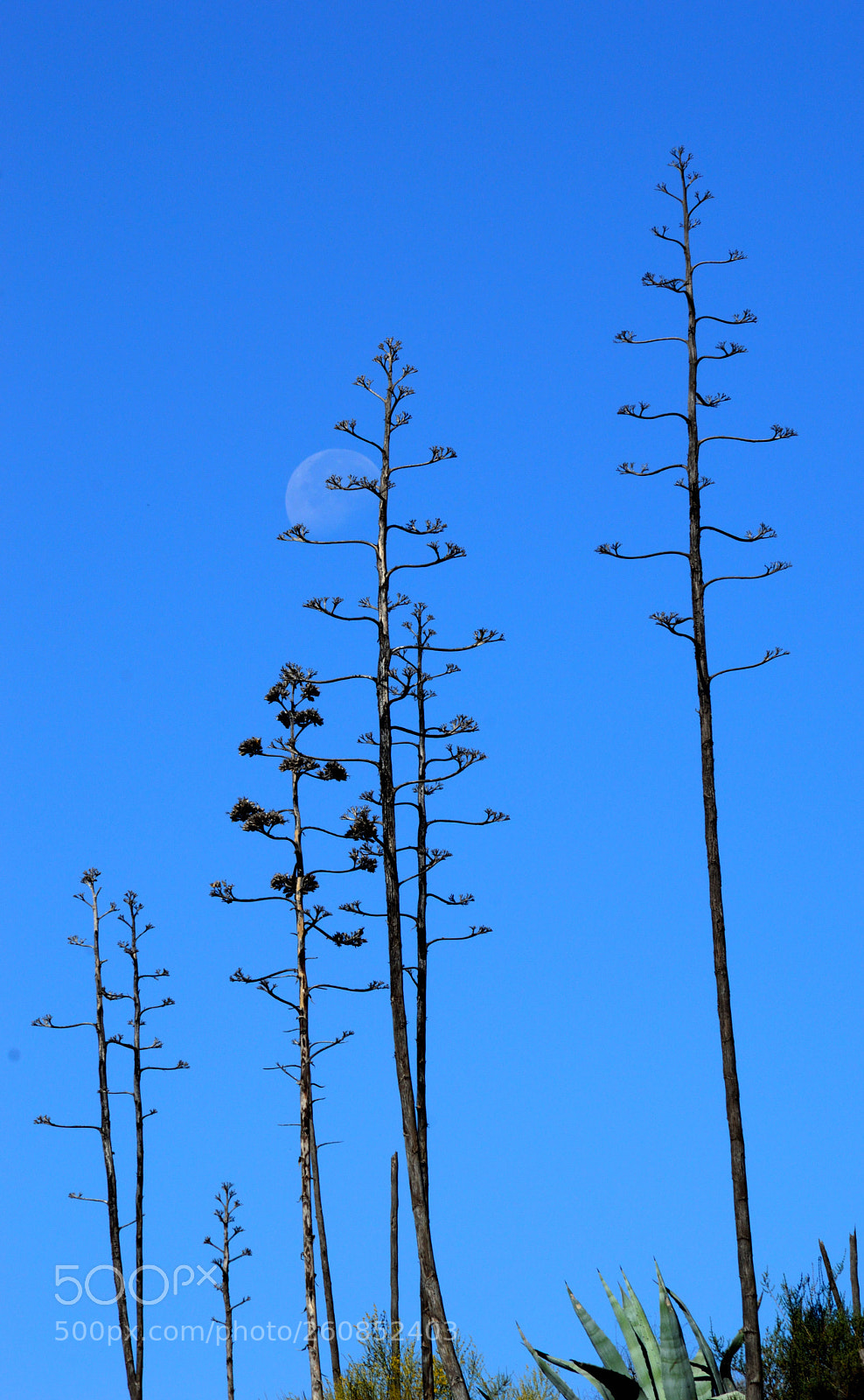 Nikon D3200 sample photo. Untitled photography