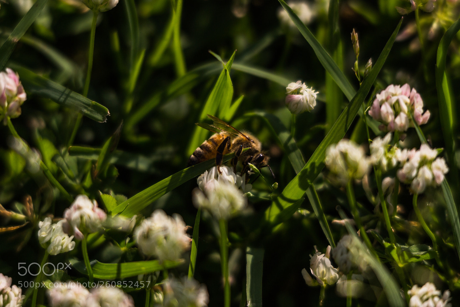 Canon EOS 600D (Rebel EOS T3i / EOS Kiss X5) sample photo. Bee ? photography